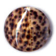 Natural round tiger cowrie 40mm Shell Pendant Shell Pendant