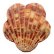 Natural piktin scallop pendants Shell Pendant Shell Pendant