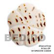scallop cunos shell pendant Shell Pendant